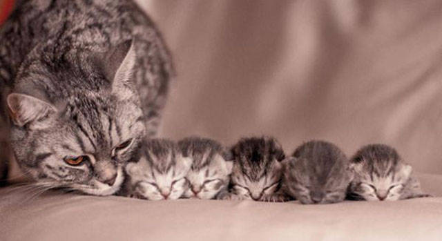 Even Cats Can be Proud Parents to Their Offspring
