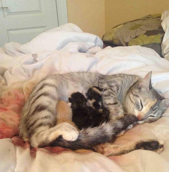 Even Cats Can be Proud Parents to Their Offspring