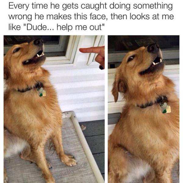 In Praise of All Awesome Dogs Everywhere