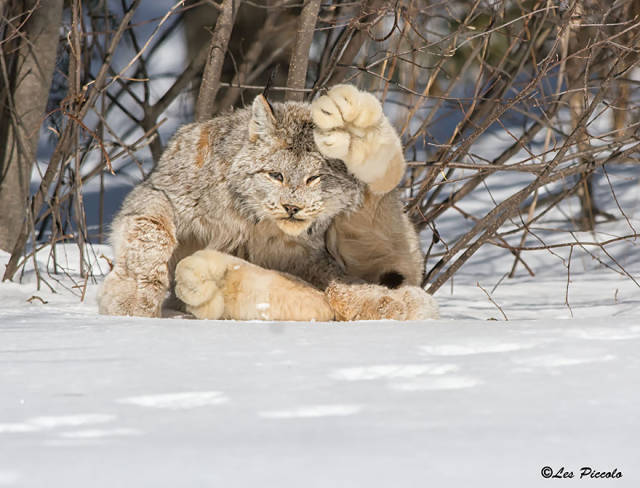 Wild Cat Species That Are So Uncommon That You’ve Probably Never Even Heard of Them Before