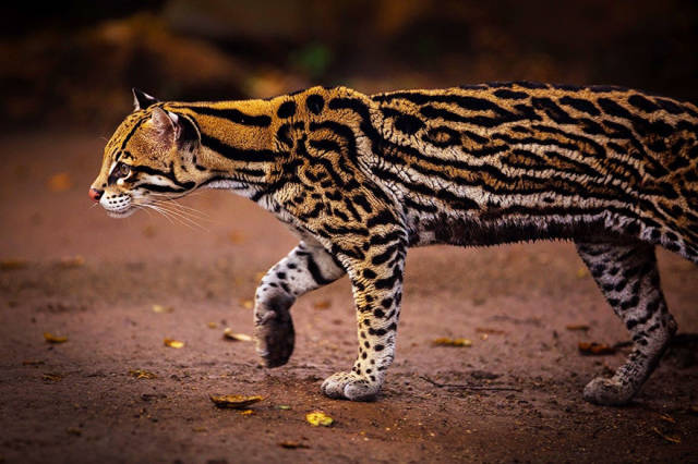 Wild Cat Species That Are So Uncommon That You’ve Probably Never Even Heard of Them Before