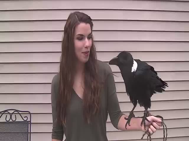 This Talking Raven Is the Most Fascinating Thing You Will Ever See