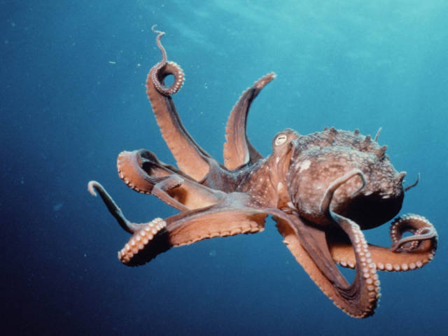 Interesting Facts about the Ocean-dwelling Creature Commonly Known as the Octopus