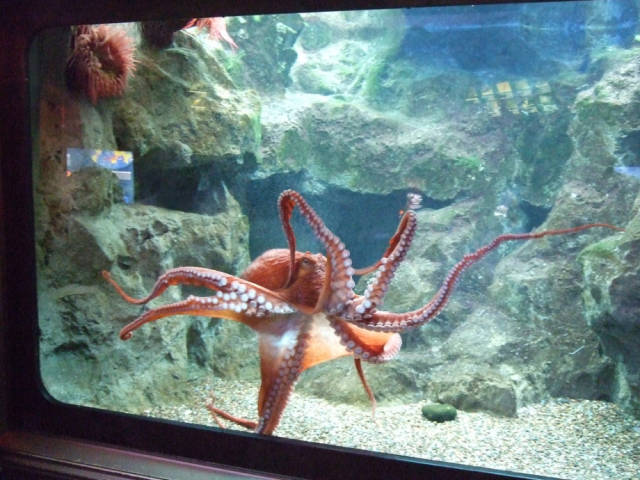 Interesting Facts about the Ocean-dwelling Creature Commonly Known as the Octopus