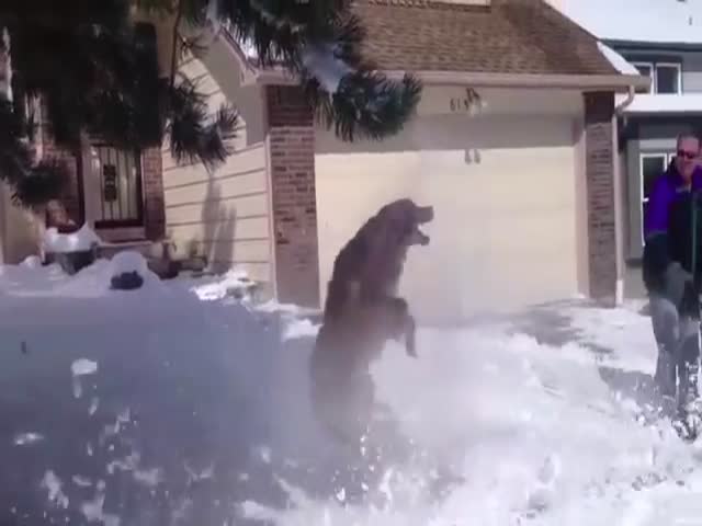 Dogs Experience the Joys of Winter