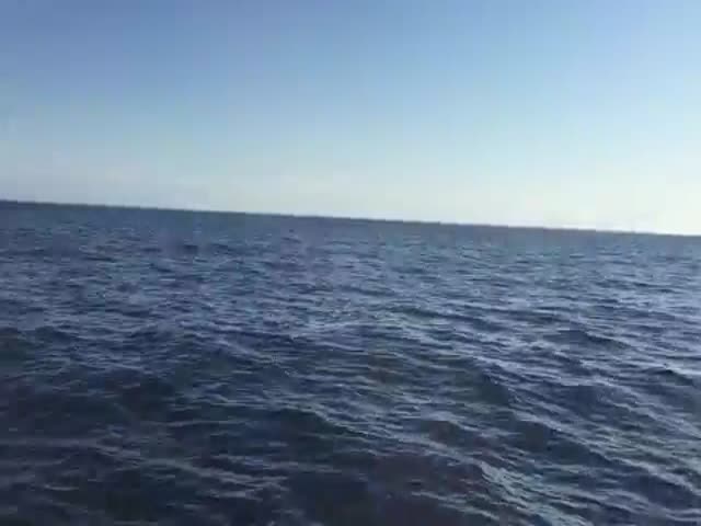 Fishermen Get a Rare Up-close Sighting of Whale Dolphins Swimming Nearby