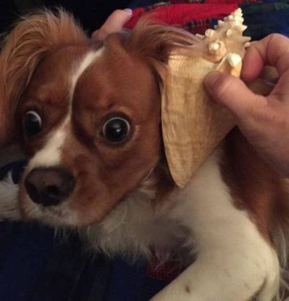 Meet Most Awkward Dogs Of 2015