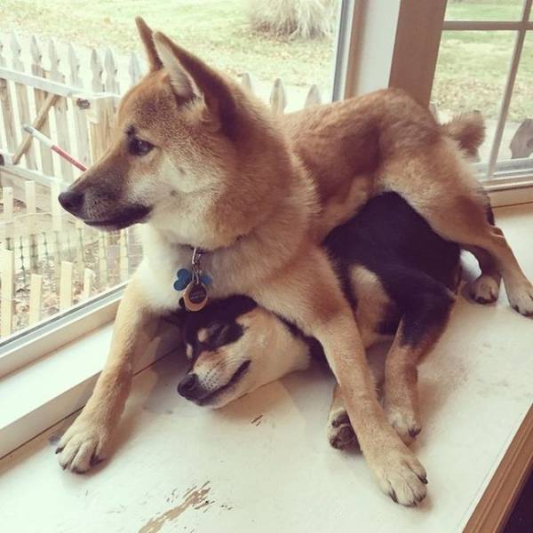 Meet Most Awkward Dogs Of 2015