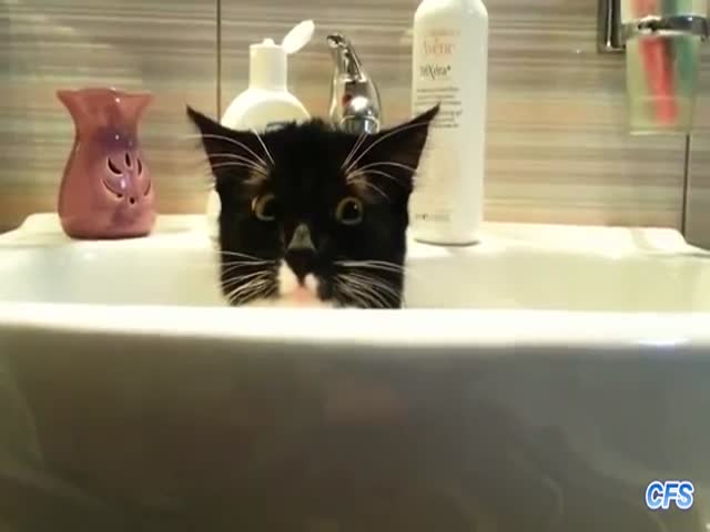 Cats Who Want Some Privacy