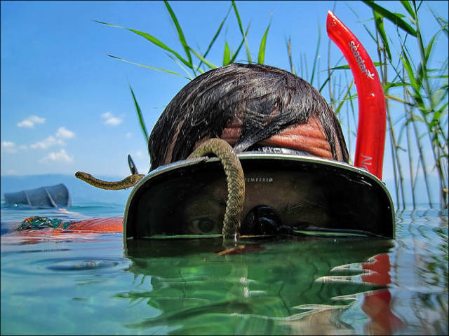 Fascinating Photos of Wildlife Photographers on the Job