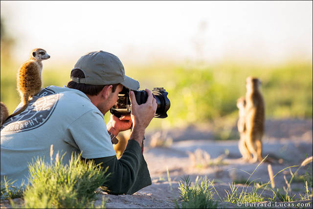 Fascinating Photos of Wildlife Photographers on the Job