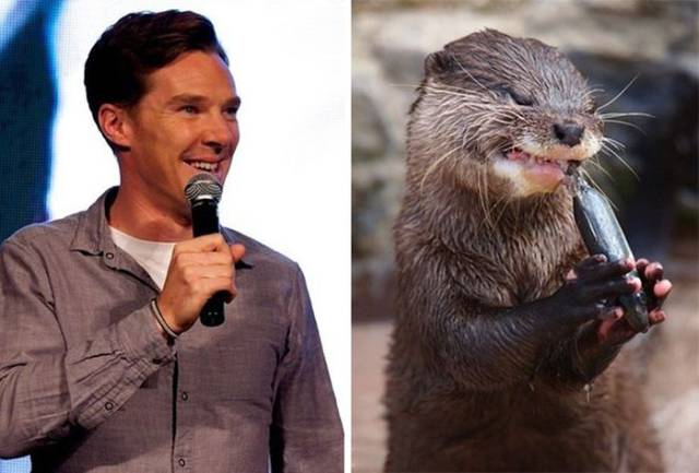 Proof That Benedict Cumberbatch Secretly Belongs to the Otter Family