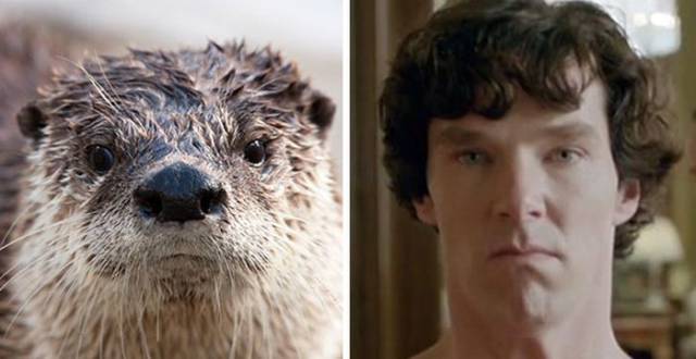 Proof That Benedict Cumberbatch Secretly Belongs to the Otter Family