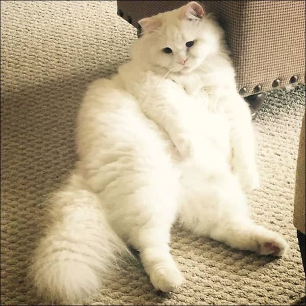 Scraggly Kitten Transforms into an Adorable Chubby Cat
