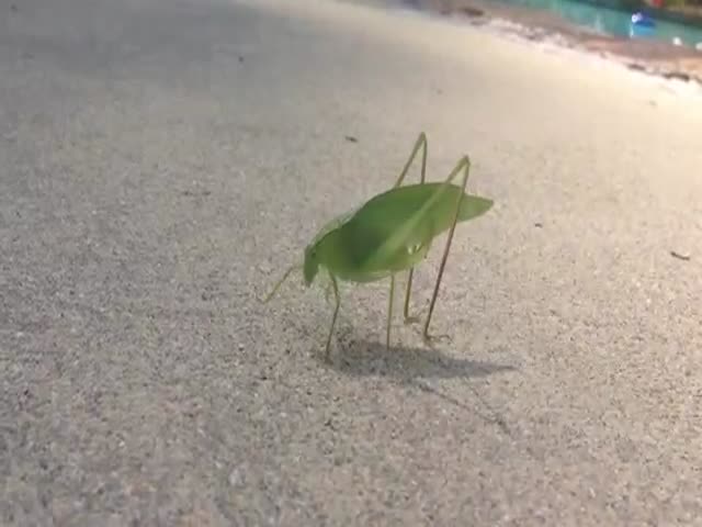 Leaf Bug Leaves Behind a Little Gift on His Daily Stroll