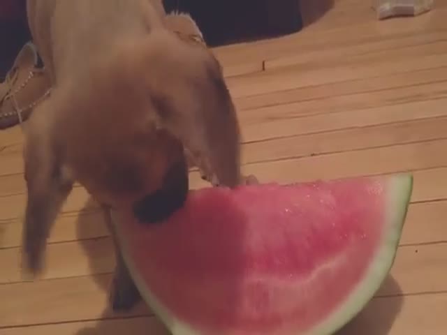 This Adorable Puppy Just Can’t Get Enough Watermelon