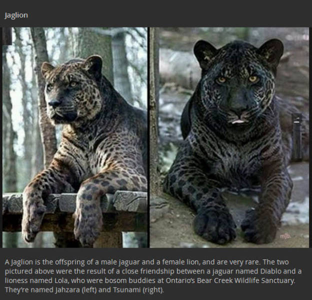 Real Animal Hybrids That Are Odd Combinations of Two Distinct Species