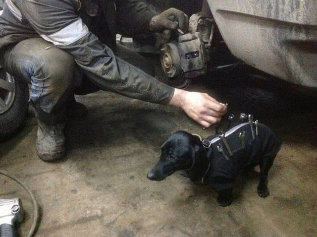 Daily Picdump Daily Picdump