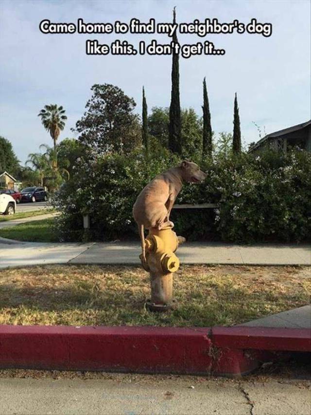 Daily Picdump Daily Picdump