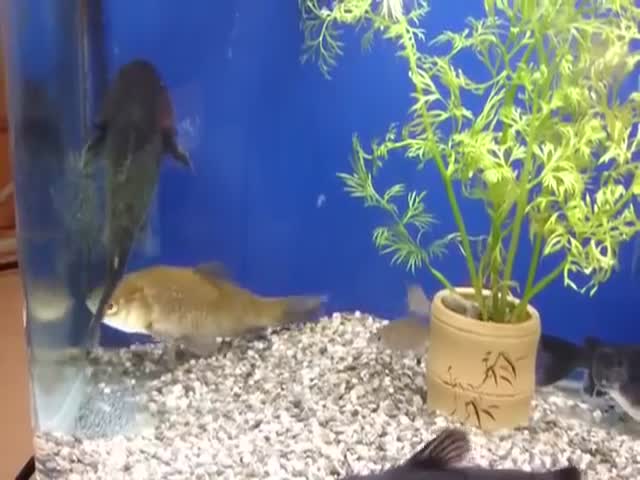 These Fish are Clearly Not Very Good Friends