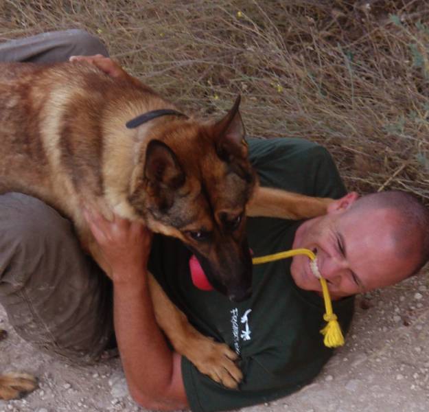 Hard-hitting Action Photos of Dogs Who Serve in the Military