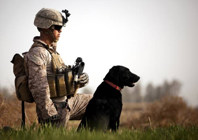 Hard-hitting Action Photos of Dogs Who Serve in the Military