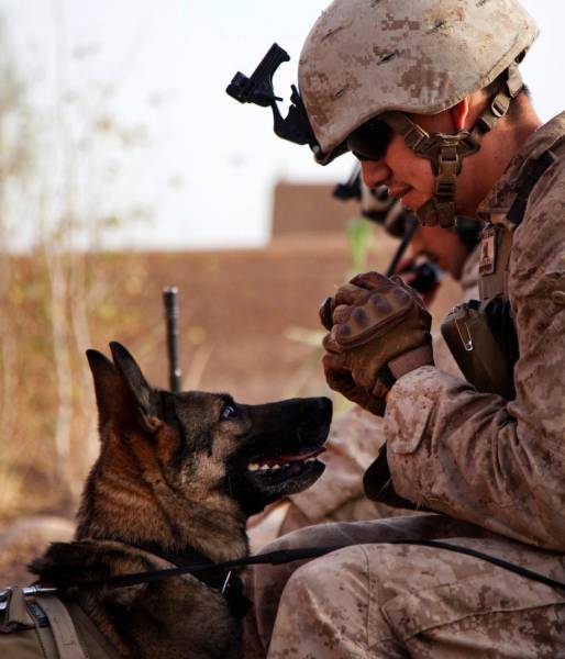 Hard-hitting Action Photos of Dogs Who Serve in the Military