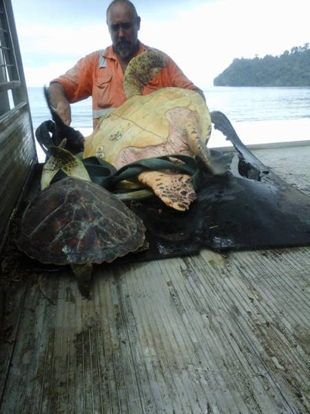 This Man Saves Sea Turtles in the Most Surprising Way