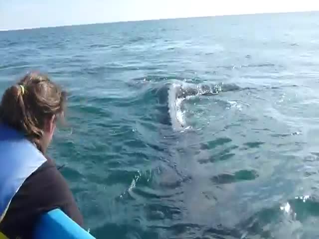Girl Almost Slapped in the Face by a Whale's Tail