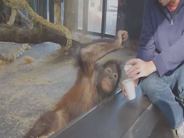 Monkey Has Priceless Reaction to Magic Trick