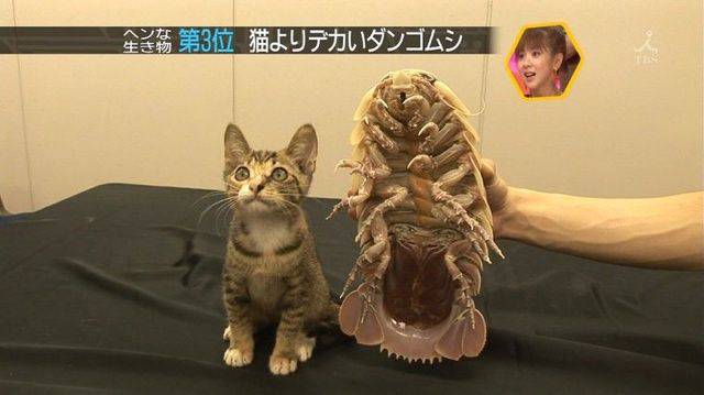 Daily Picdump Daily Picdump