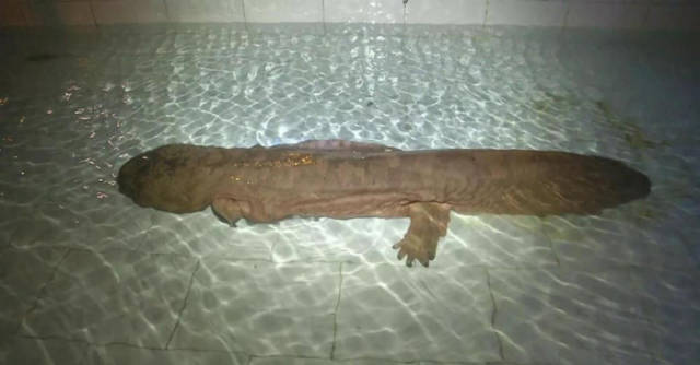 This Is One Very Old Salamander
