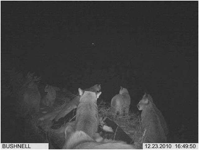 Strange Animal Pics Captured out on the Trail Cam