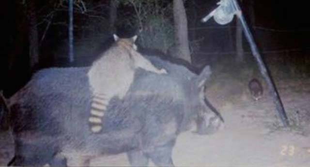 Strange Animal Pics Captured out on the Trail Cam