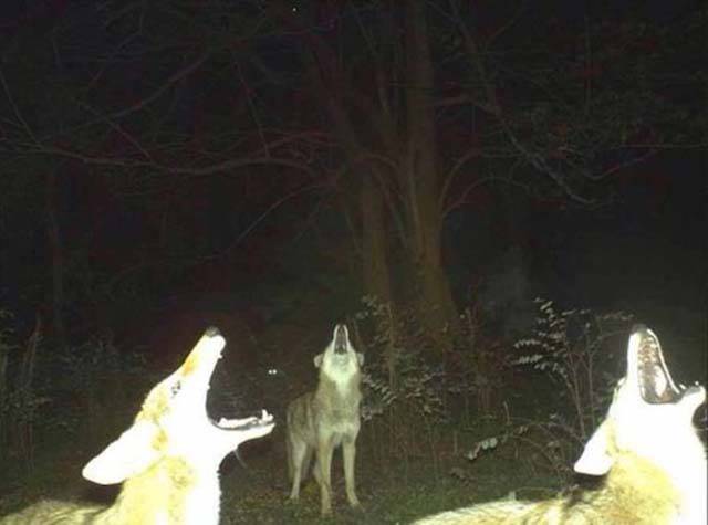 Strange Animal Pics Captured out on the Trail Cam