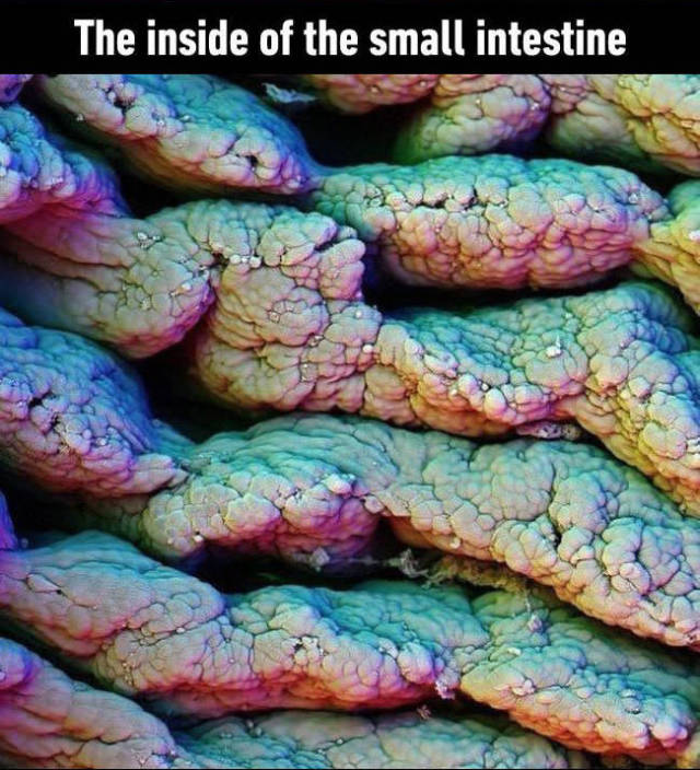 Things Take on a Magical Appearance Under a Microscope