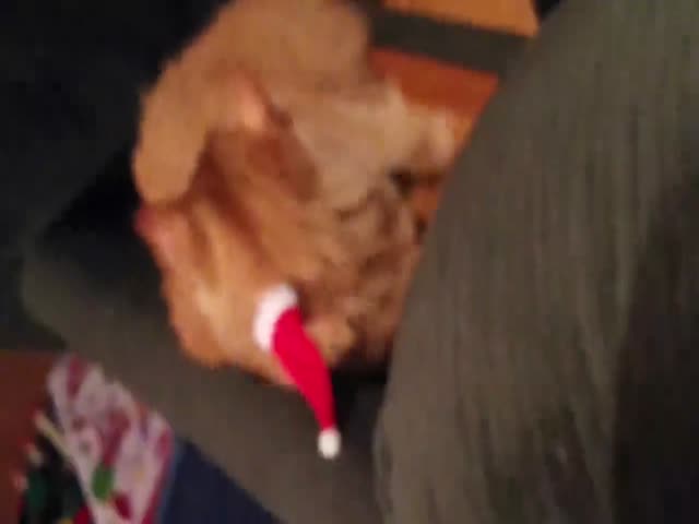 This Cat Really Does Not Want to be Santa This Year