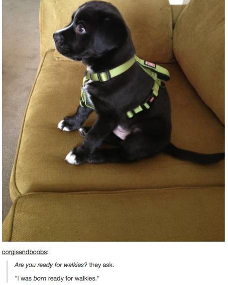 Amusing Tumblr Posts about Animals That Will Have You in Fits of Laughter