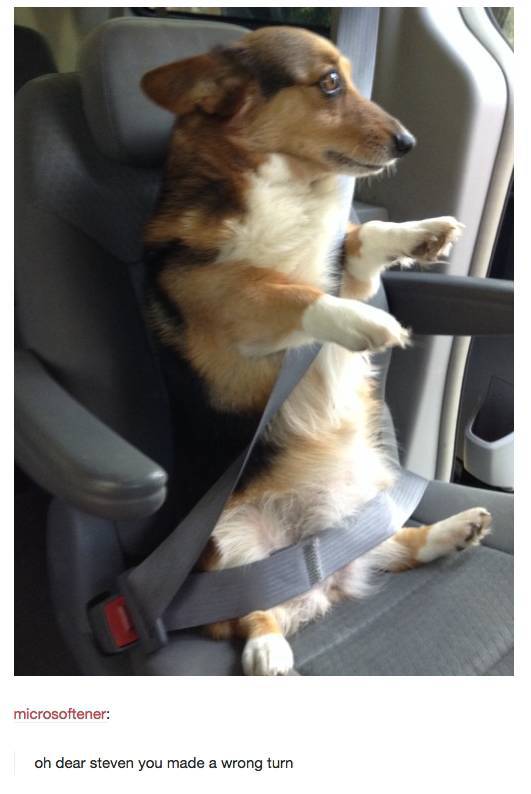 Amusing Tumblr Posts about Animals That Will Have You in Fits of Laughter