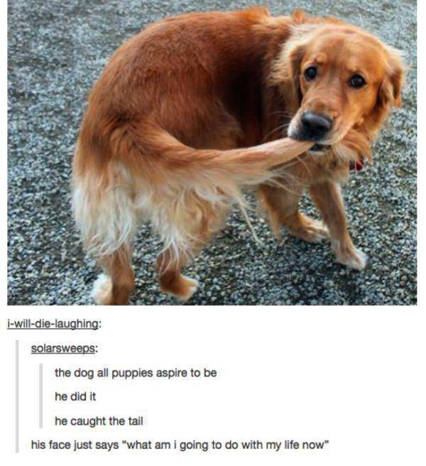 Amusing Tumblr Posts about Animals That Will Have You in Fits of Laughter