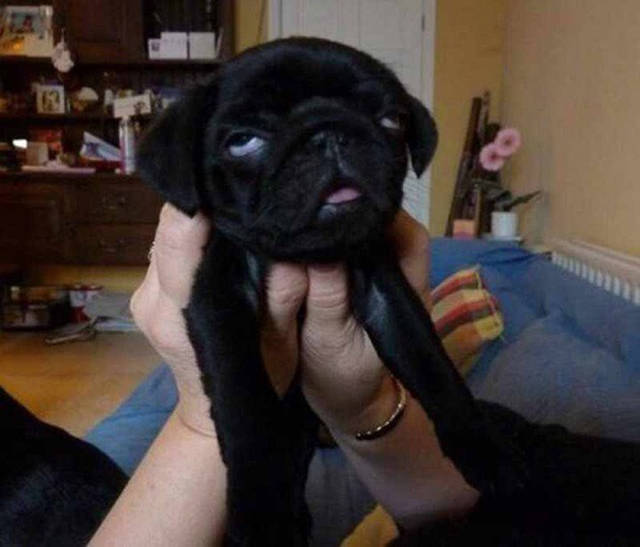 Morning Picdump Morning Picdump
