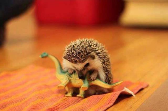 Morning Picdump Morning Picdump