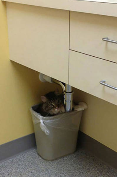 These Pets Definitely Don’t Want to Be Visiting the Vet