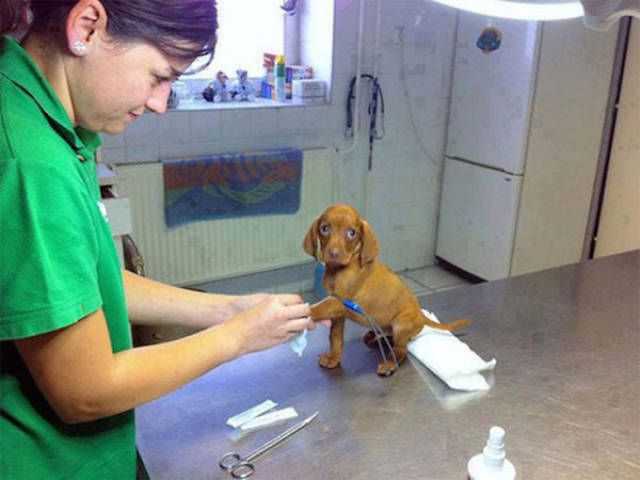 These Pets Definitely Don’t Want to Be Visiting the Vet