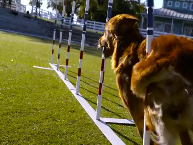 Dogs Show Off Some Amazing Stunts and Tricks in Slow Motion
