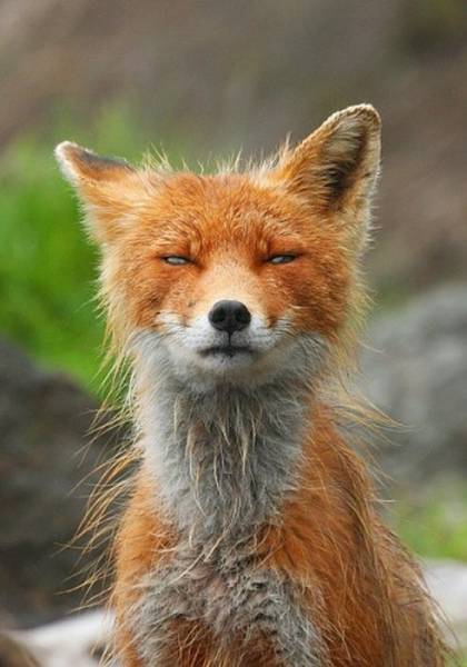 Animals Who Look Like They Had a Rough Night