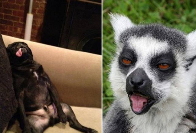 Animals Who Look Like They Had a Rough Night