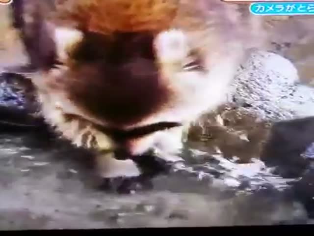 Raccoon “Washes” His Cotton Candy but This Proves to be the Worst Idea in the World