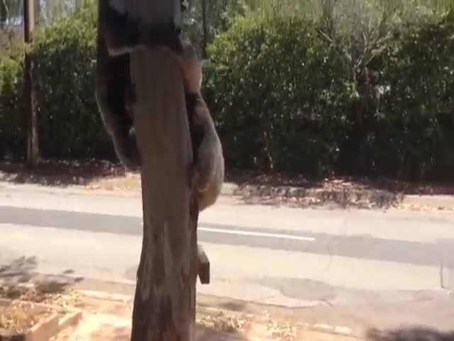 This Koala Takes Getting Kicked out a Tree Like a Real Champ