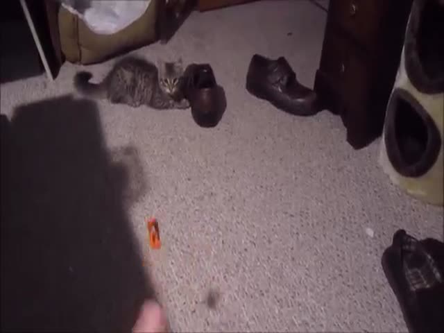 This Kitten Has a Pretty Cool Skill